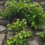 An Der Mosel 1 *