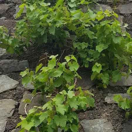 An Der Mosel 1 *